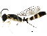  ( - BIOUG10014-B05)  @14 [ ] CreativeCommons - Attribution (2016) CBG Photography Group Centre for Biodiversity Genomics