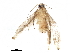  ( - BIOUG10016-C09)  @12 [ ] CreativeCommons - Attribution (2015) CBG Photography Group Centre for Biodiversity Genomics