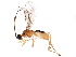  ( - BIOUG10016-F03)  @13 [ ] CreativeCommons - Attribution (2015) CBG Photography Group Centre for Biodiversity Genomics