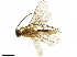  ( - BIOUG10016-F07)  @13 [ ] CreativeCommons - Attribution (2019) CBG Photography Group Centre for Biodiversity Genomics