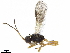  ( - BIOUG10016-H10)  @12 [ ] CreativeCommons - Attribution (2019) CBG Photography Group Centre for Biodiversity Genomics