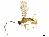  ( - BIOUG10017-H11)  @13 [ ] CreativeCommons - Attribution (2019) CBG Photography Group Centre for Biodiversity Genomics