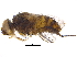  (Siphona Malaise4879 - BIOUG10105-C06)  @13 [ ] CreativeCommons - Attribution (2015) CBG Photography Group Centre for Biodiversity Genomics