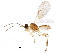  (Choreborogas Malaise6089 - BIOUG17520-B04)  @14 [ ] CreativeCommons - Attribution (2017) CBG Photography Group Centre for Biodiversity Genomics