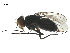  ( - BIOUG17496-H07)  @13 [ ] CreativeCommons - Attribution (2019) CBG Photography Group Centre for Biodiversity Genomics