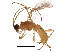  (Aleiodes alaneaglei - BIOUG17566-G02)  @14 [ ] CreativeCommons - Attribution (2015) CBG Photography Group Centre for Biodiversity Genomics