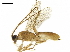  ( - BIOUG17569-D12)  @13 [ ] CreativeCommons - Attribution (2019) CBG Photography Group Centre for Biodiversity Genomics
