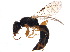  (Goniozus Janzen11 - BIOUG13945-D11)  @14 [ ] CreativeCommons - Attribution (2015) CBG Photography Group Centre for Biodiversity Genomics