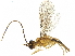  ( - BIOUG13946-A11)  @13 [ ] CreativeCommons - Attribution (2019) CBG Photography Group Centre for Biodiversity Genomics