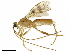  ( - BIOUG17956-H11)  @13 [ ] CreativeCommons - Attribution (2019) CBG Photography Group Centre for Biodiversity Genomics