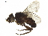 (Phytomyptera Janzen2126 - BIOUG18231-B12)  @13 [ ] CreativeCommons - Attribution (2019) CBG Photography Group Centre for Biodiversity Genomics