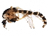  (Procladius villosimanus - BIOUG22640-E06)  @13 [ ] CreativeCommons - Attribution (2015) CBG Photography Group Centre for Biodiversity Genomics