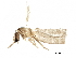  (Ipomyia - BIOUG24889-H10)  @12 [ ] CreativeCommons - Attribution (2015) CBG Photography Group Centre for Biodiversity Genomics