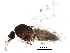  ( - BIOUG30301-C10)  @11 [ ] CreativeCommons - Attribution (2016) CBG Photography Group Centre for Biodiversity Genomics