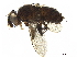  (Phytomyptera Janzen3550 - BIOUG17571-F04)  @13 [ ] CreativeCommons - Attribution (2019) CBG Photography Group Centre for Biodiversity Genomics