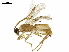  ( - BIOUG17575-B03)  @13 [ ] CreativeCommons - Attribution (2019) CBG Photography Group Centre for Biodiversity Genomics