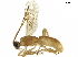  ( - BIOUG17575-B06)  @13 [ ] CreativeCommons - Attribution (2019) CBG Photography Group Centre for Biodiversity Genomics