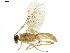  ( - BIOUG17616-A02)  @13 [ ] CreativeCommons - Attribution (2019) CBG Photography Group Centre for Biodiversity Genomics