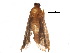  (phyMalaise01 Malaise4971 - BIOUG17616-E04)  @13 [ ] CreativeCommons - Attribution (2015) CBG Photography Group Centre for Biodiversity Genomics