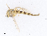  ( - CBG-A13290-E11)  @11 [ ] CreativeCommons - Attribution Share - Alike (2023) CBG Photography Group Centre for Biodiversity Genomics