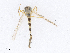  ( - CBG-A13290-F09)  @11 [ ] CreativeCommons - Attribution Share - Alike (2023) CBG Photography Group Centre for Biodiversity Genomics
