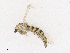  ( - CBG-A13290-G02)  @11 [ ] CreativeCommons - Attribution Share - Alike (2023) CBG Photography Group Centre for Biodiversity Genomics