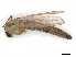  ( - CBG-A13325-F10)  @11 [ ] CreativeCommons - Attribution Share - Alike (2023) CBG Photography Group Centre for Biodiversity Genomics