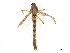  ( - CBG-A13325-F12)  @11 [ ] CreativeCommons - Attribution Share - Alike (2023) CBG Photography Group Centre for Biodiversity Genomics