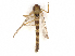 ( - CBG-A13325-G01)  @11 [ ] CreativeCommons - Attribution Share - Alike (2023) CBG Photography Group Centre for Biodiversity Genomics