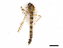  ( - CBG-A13325-G02)  @11 [ ] CreativeCommons - Attribution Share - Alike (2023) CBG Photography Group Centre for Biodiversity Genomics