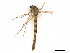  ( - CBG-A13325-G03)  @11 [ ] CreativeCommons - Attribution Share - Alike (2023) CBG Photography Group Centre for Biodiversity Genomics