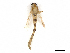  ( - CBG-A13325-G07)  @11 [ ] CreativeCommons - Attribution Share - Alike (2023) CBG Photography Group Centre for Biodiversity Genomics