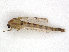  ( - CBG-A13325-H03)  @11 [ ] CreativeCommons - Attribution Share - Alike (2023) CBG Photography Group Centre for Biodiversity Genomics