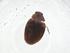  (Scymnus fuscatus - CBG-A13744-G01)  @11 [ ] CreativeCommons - Attribution Share - Alike (2023) Centre for Biodiversity Genomics Centre for Biodiversity Genomics