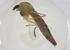  (Chironomus sp. februarius - CBG-A14440-E03)  @11 [ ] CreativeCommons - Attribution Share - Alike (2023) Centre for Biodiversity Genomics Centre for Biodiversity Genomics