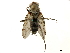  ( - BIOUG18040-F09)  @11 [ ] CreativeCommons - Attribution (2019) CBG Photography Group Centre for Biodiversity Genomics