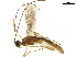  ( - BIOUG18290-A11)  @15 [ ] CreativeCommons - Attribution (2019) CBG Photography Group Centre for Biodiversity Genomics