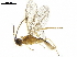  ( - BIOUG18290-B06)  @13 [ ] CreativeCommons - Attribution (2019) CBG Photography Group Centre for Biodiversity Genomics