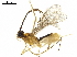  (Clinocentrus angelsolisi - BIOUG18290-G11)  @14 [ ] CreativeCommons - Attribution (2019) CBG Photography Group Centre for Biodiversity Genomics