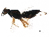  ( - BIOUG18290-H07)  @14 [ ] CreativeCommons - Attribution (2017) CBG Photography Group Centre for Biodiversity Genomics