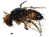  (Siphona Malaise9008 - BIOUG18291-E06)  @14 [ ] CreativeCommons - Attribution (2015) CBG Photography Group Centre for Biodiversity Genomics