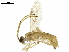  ( - BIOUG18397-D04)  @13 [ ] CreativeCommons - Attribution (2019) CBG Photography Group Centre for Biodiversity Genomics