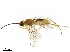  ( - BIOUG18398-C11)  @13 [ ] CreativeCommons - Attribution (2019) CBG Photography Group Centre for Biodiversity Genomics