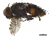  ( - BIOUG18433-C07)  @11 [ ] CreativeCommons - Attribution (2019) CBG Photography Group Centre for Biodiversity Genomics