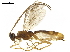  (Aleiodes alfonsopescadori - BIOUG18499-F03)  @15 [ ] CreativeCommons - Attribution (2019) CBG Photography Group Centre for Biodiversity Genomics