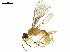  ( - BIOUG18499-F08)  @13 [ ] CreativeCommons - Attribution (2019) CBG Photography Group Centre for Biodiversity Genomics