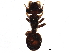 (Cephalotes grandinosus - BIOUG18499-G01)  @13 [ ] CreativeCommons - Attribution (2015) CBG Photography Group Centre for Biodiversity Genomics
