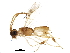  (Phanerotomini - BIOUG18510-C09)  @15 [ ] CreativeCommons - Attribution (2015) CBG Photography Group Centre for Biodiversity Genomics