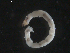  ( - BIOUG01724-F08)  @12 [ ] CreativeCommons - Attribution (2012) Gillian Martin Centre for Biodiversity Genomics