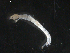  ( - BIOUG01725-A06)  @12 [ ] CreativeCommons - Attribution (2012) Gillian Martin Centre for Biodiversity Genomics
